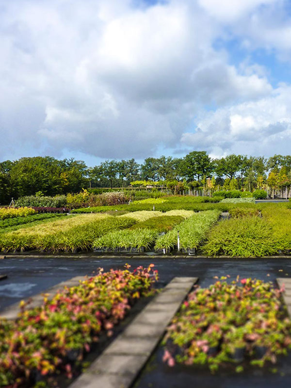 vacature-algemeen_medew_kwekerij